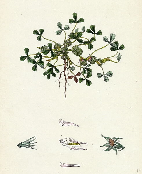 Trifolium suffocatum, Dense-flowered Trefoil