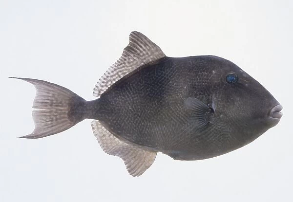 Triggerfish (Balistidae) showing prominent, tough lips