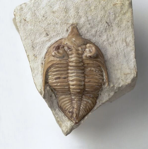 Trilobite (Huntonia linguifer), fossilised exoskeleton in stone, close-up