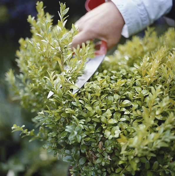 Trimming garden hedge with shears