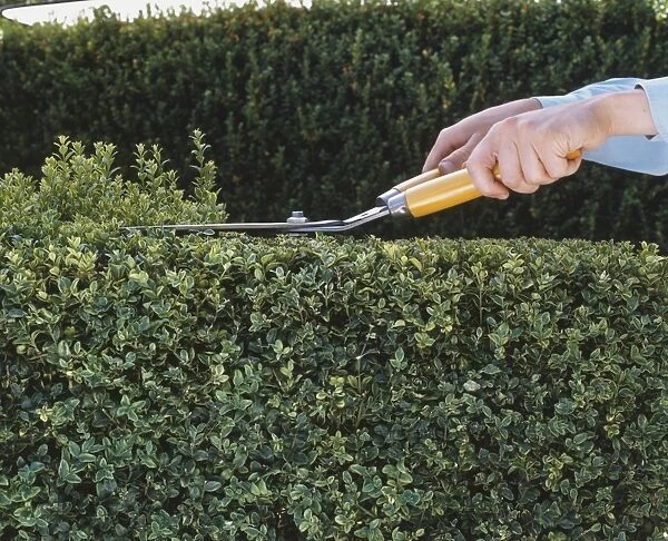 Trimming top of hedge with shears, close up