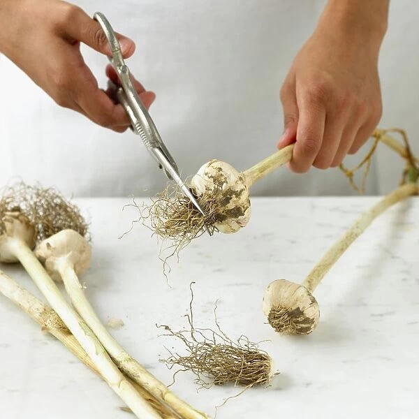Trimming off roots from organic garlic bulbs, using scissors, close-up
