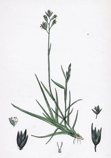Triodia decumbens, Decumbent Heath-grass