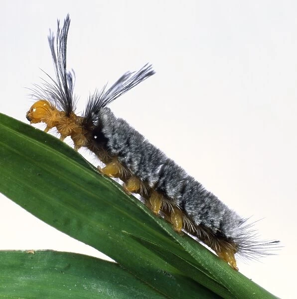 Tropical Tiger Moth Caterpillar on plant stem after moult, side view