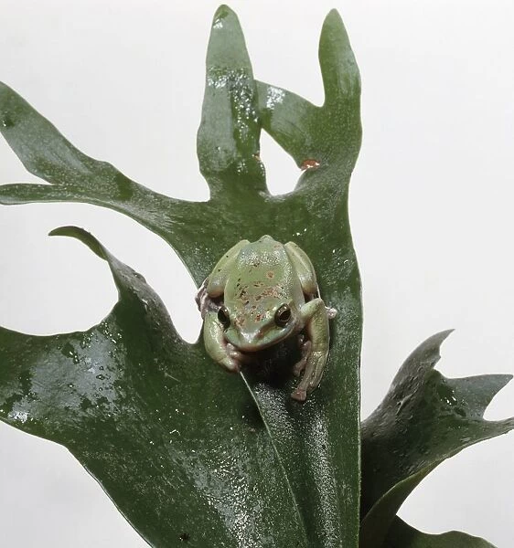Tropical tree frog on damp leaf