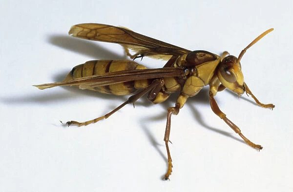 Tropical Wasp, side view