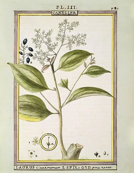 True Cinnamon (Cinnamomum Verum), watercolour by Delahaye, 1789