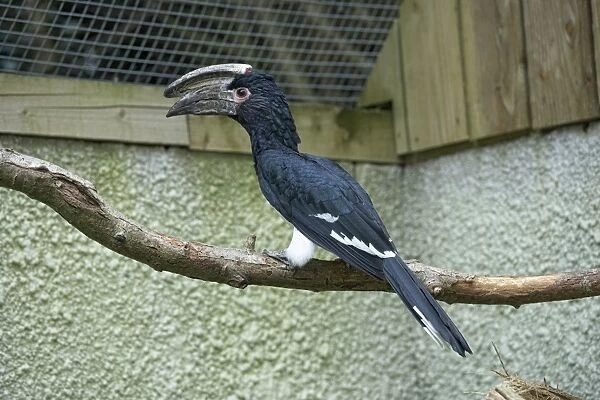 Trumpeter hornbill (Bycanistes bucinator) perching on a branch, side view