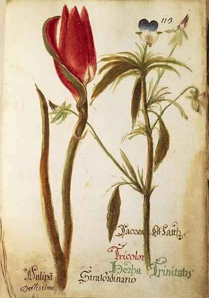 Tulip (Tulipa bellissimo), and Tricolor Herba Trinitis, Liverwort (Hepatica Nobilis), illustration by Marco del Carro, 1627