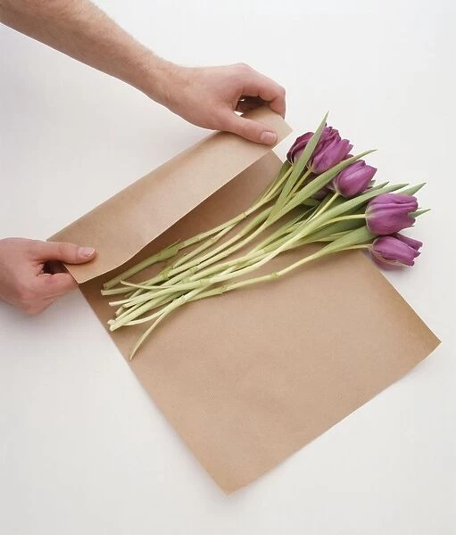Tulips being wrapped in brown paper before being placed in conditioning solution