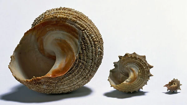 Three turban snail shells of different sizes