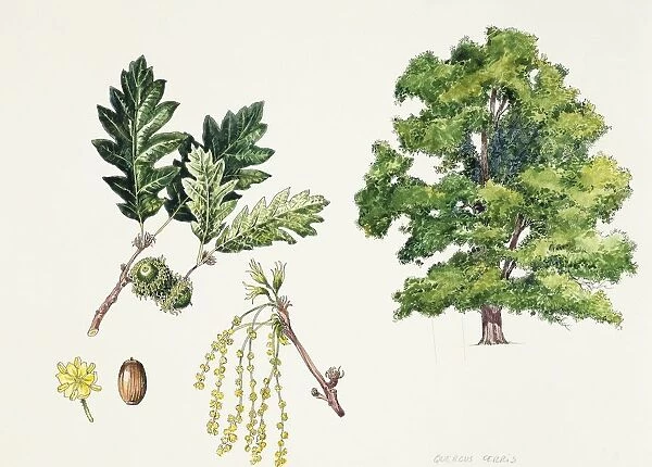 Turkey Oak (Quercus cerris), plant with flowers, leaves and glands, illustration