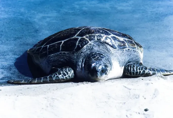 Framed Print : Turtle Framed Print : Turtle