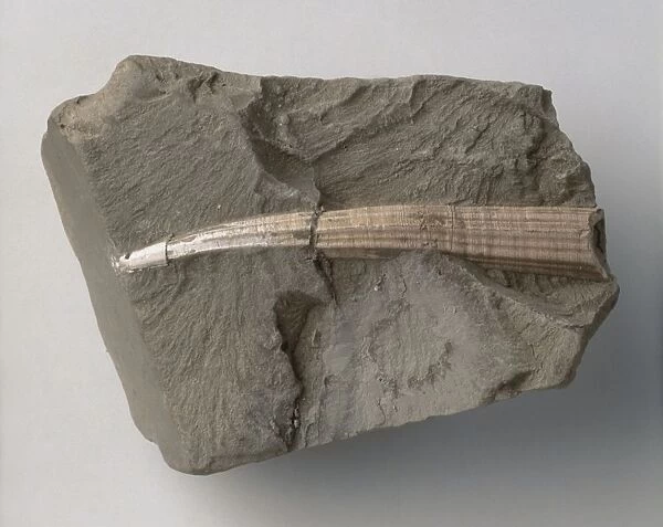 Tusk shell (Dentalium) fossilised in rock
