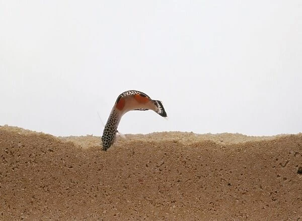 Twinspot wrasse (Coris aygula) digging into sand