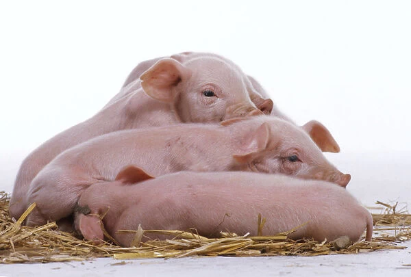 Three two-day-old tired and sleeping piglets on straw
