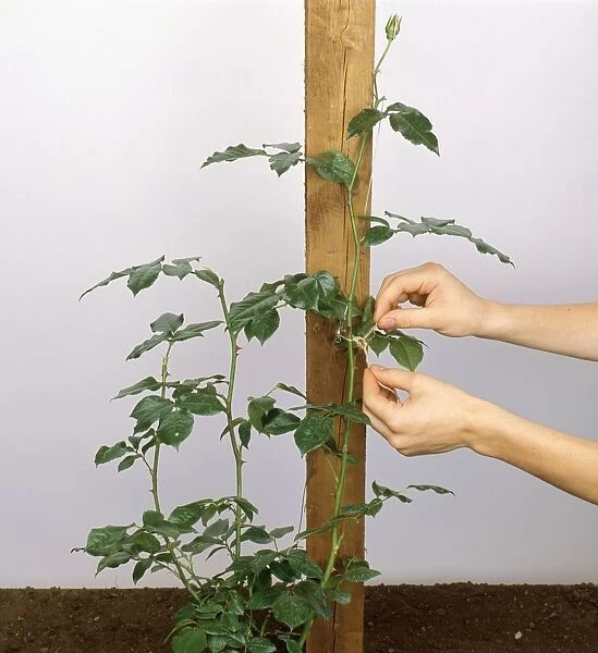 Tying long stem of plant to wooden post