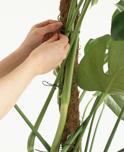 Tying Swiss Cheese Plant (Swiss cheese plant ) to moss pole using string