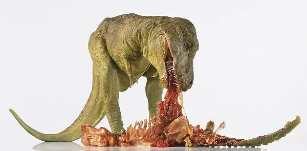 Tyrannosaurus rex model leaning over and eating meat