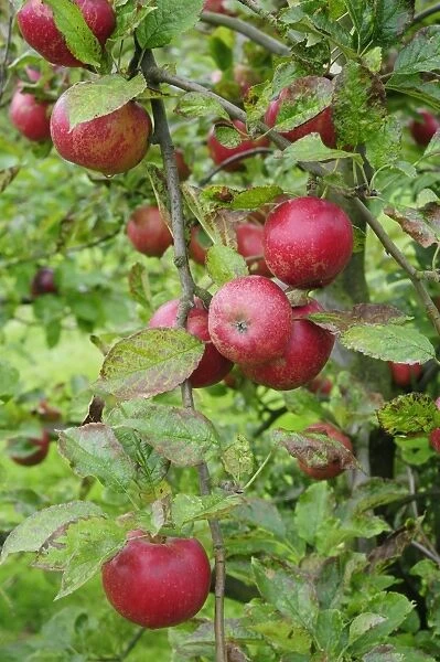 UK, England, Red apples growing on tree