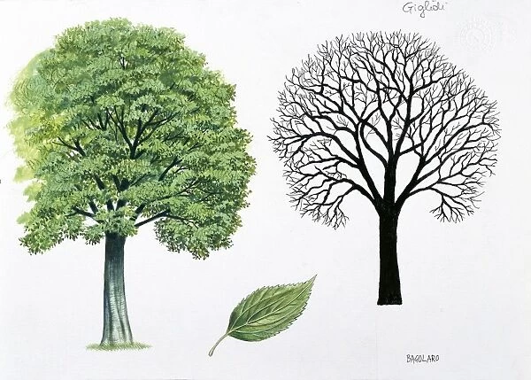Ulmaceae - European Hackberry Celtis australis, illustration