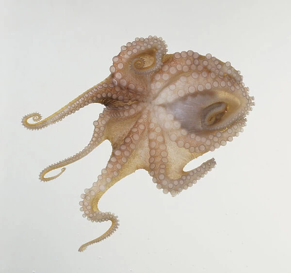Underside view of Common Octopus, Octopus vulgaris