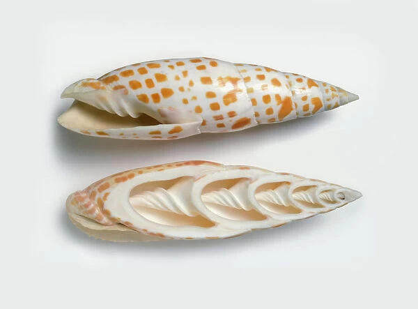 Top and underside view of Episcopal mitre shell (Mitra mitra)