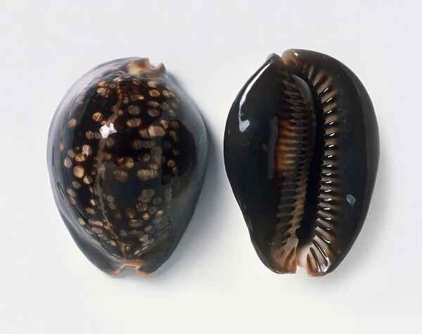 Top and underside view of Humpback cowrie (Cypraea mauritiana)