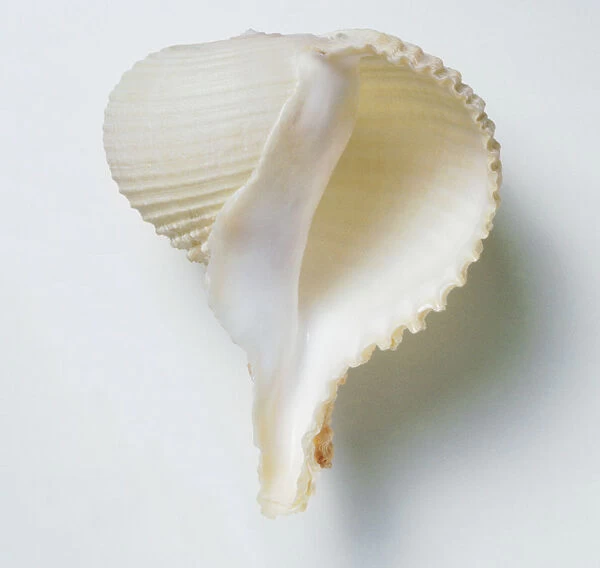 Underside view of Rapa snail shell (Rapa rapa)