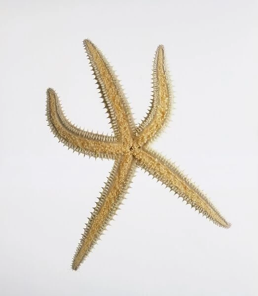 Underside view of Spiny starfish (Marthasterias glacialis)