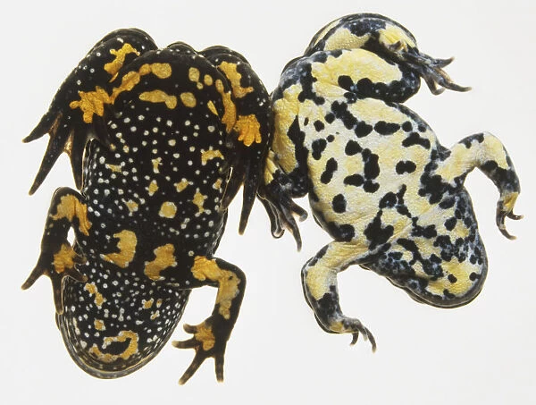 Underside of Yellow Bellied Toad and European Fire Bellied Toad
