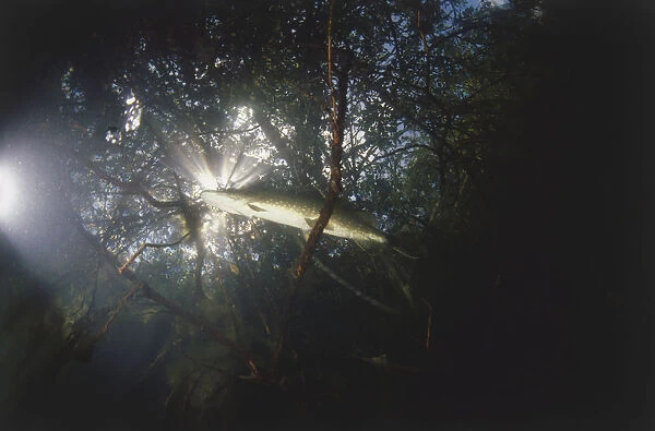 Underwater upward shot of a pike swimming through fallen branches in a pond with the sun shining through the water