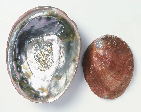 Upper and underside view of Red Abalone shell