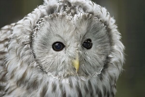 Ural Owl (Strix uralensis) head, close-up