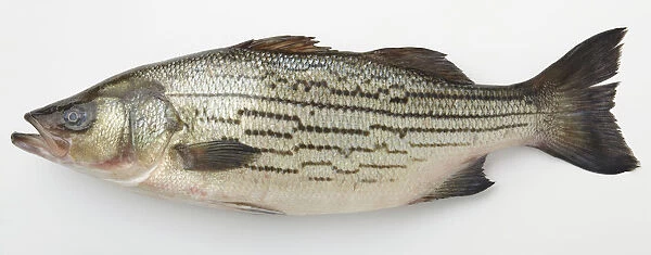US-Striped Bass fish, close-up