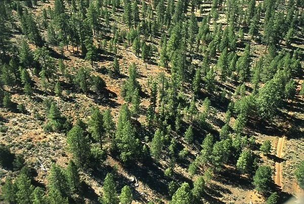 USA, Arizona, Coconino Plateau, Aerial view of coniferous forest