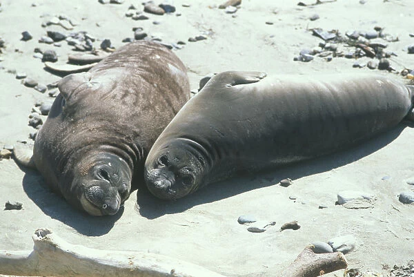 USA, California, Ano Nuevo State Reserve, pair of Northern elephant seals (Mirounga angustirostris) basking in sand, close-up