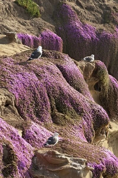 USA, California, California Gull (Larus californicus) on purple rocks at La Jolla cove