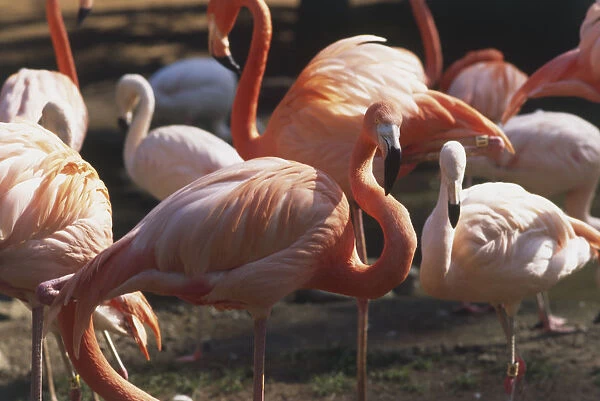 USA, California, Los Angeles, Griffith Park, group of standing Greater Flamingos (Phoenicopterus ruber), side view
