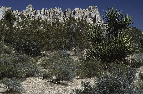 USA, California, Mojave desert, vegetation