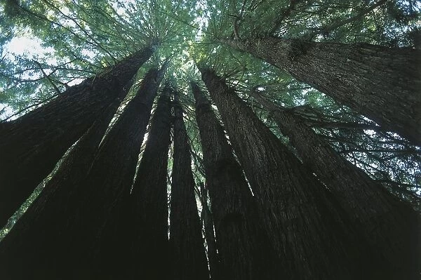 USA, California, Redwood National Park (UNESCO World Heritage List, 1980). Sequoia trees