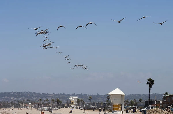 USA, California, San Diego, flock of gulls flying above Ocean Beach