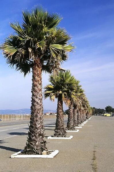 USA, California, San Francisco, The Presidio, palm trees lining Marine Drive