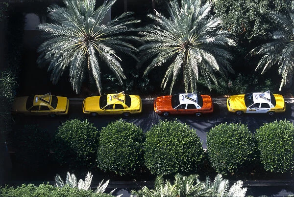 USA, Florida, Orlando, taxi cabs parked in narrow road under partial shade of palm trees, elevated view