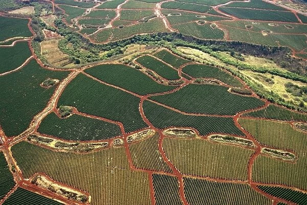 USA, Hawaii, Kauai Island, Aerial view of cultivated fields