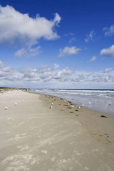USA, Maine, Ogunquit, seagulls on deserted Ogunquit beach