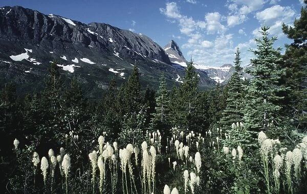 USA, Montana, Glacier National Park, vegetation