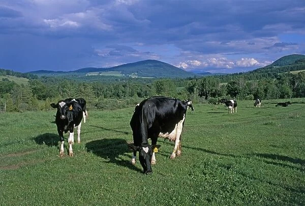 USA, Vermont, Holstein cows grazing in green fields with mountains in background