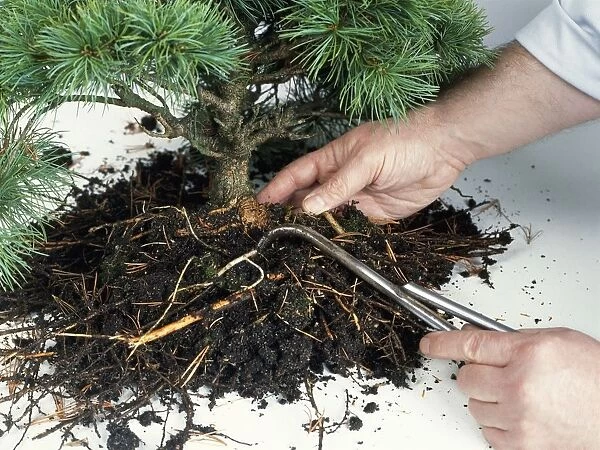 Using bonsai hook to comb out roots of Pinus parviflora (Japanese White Pine)