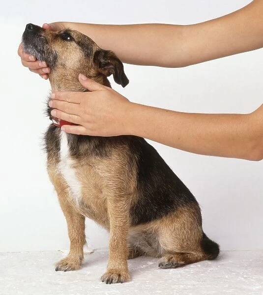 Using hands to close mouth of dog and stroke neck after taking pill